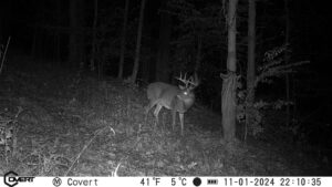 Night vision photo of buck