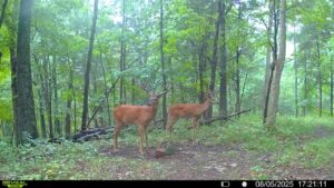 Photo of two deer taken by trail cam