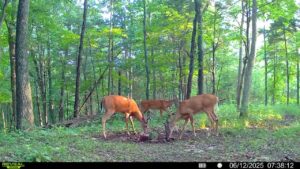 Three deer on trail cam photo during the day
