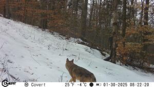 Coyote on trail cam in snow