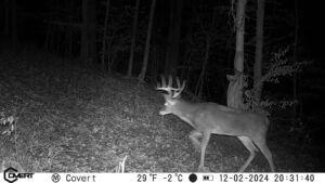 Buck walking by trail cam at night