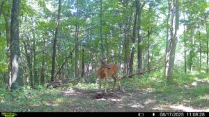 Large buck on trail cam