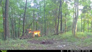 Side view of buck on trailcam