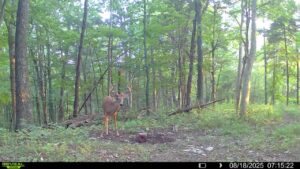 Buck on trail cam during the day