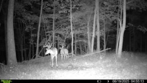 Deer on trail cam at night