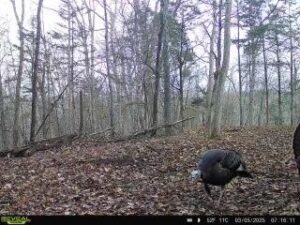 More wild turkey