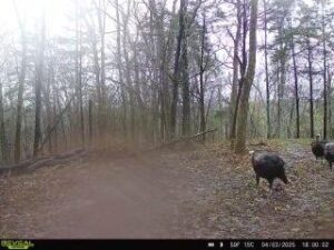 Wild Turkey