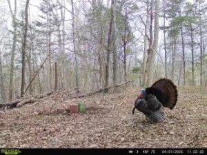 Turkey on property