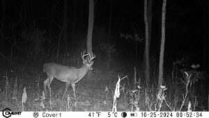 Another deer photo at night on trail cam