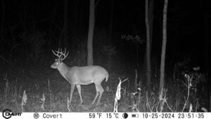 Deer at night